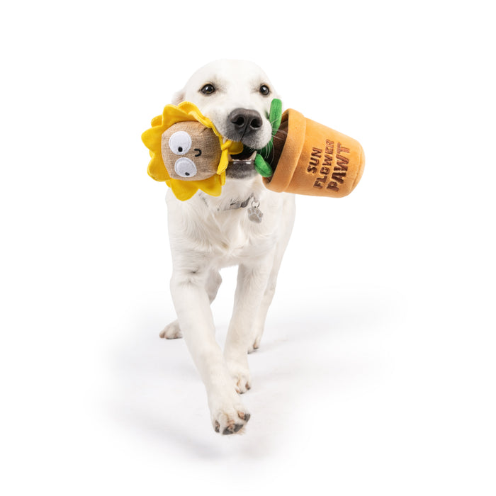 Dog with Seek 'n Treat Sunflower Pawt Dog Toy on a white background.