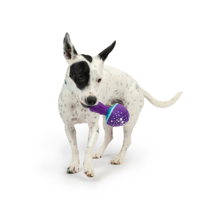 Dog with Tiny Tuff Mellow Mushroom.
