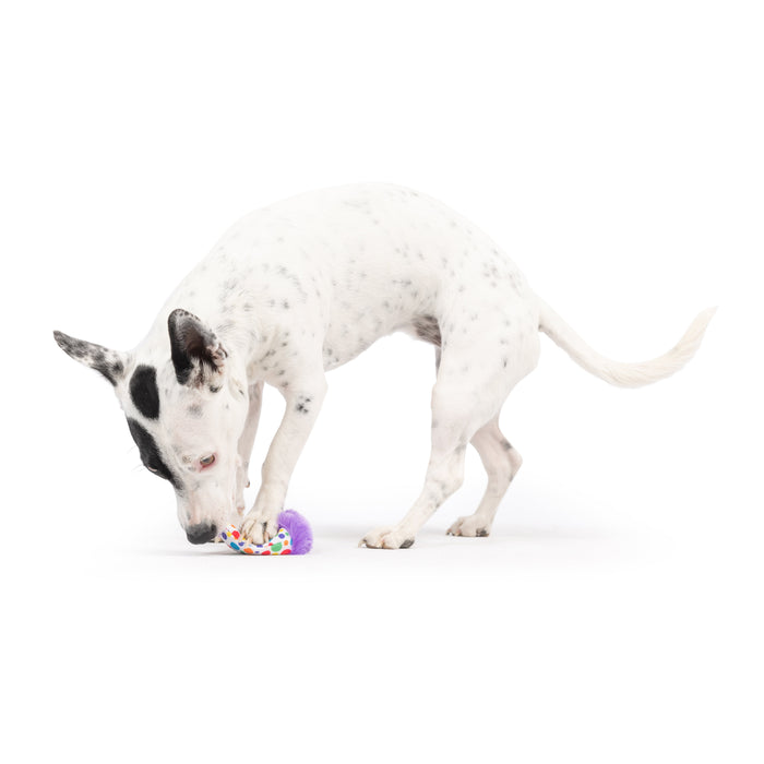 Dog with Tiny Tuff Polka Dot Party Hat on a white background.